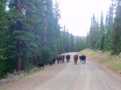 The cattle kept going down the road.